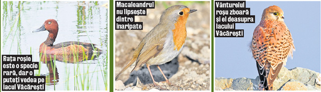 Delta Bucureştiului, parc protejat | foto