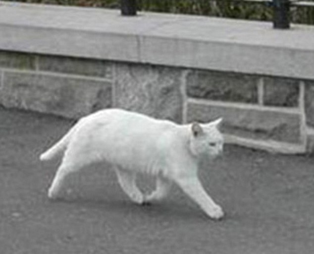IMAGINEA MISTERIOASĂ care a făcut furori pe net! Ce s-a văzut pe Google Street View