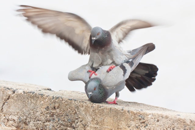 AMOR LA MARE? Şi ei fac asta în văzul lumii, dar nu deranjează pe nimeni! VEZI POZA