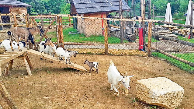 Turcul joacă «alba-neagra» cu inima Andreei Marin