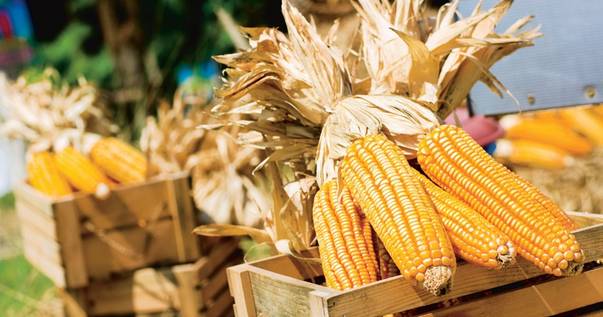 Cu mămăliga prin istorie