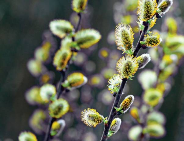 Sănătate: Plantele care îți iau durerea