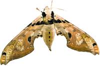 Cum alungi insectele din bucătărie  