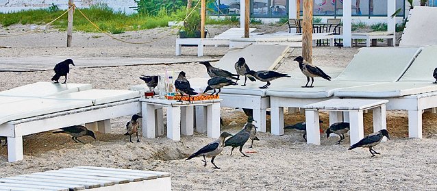 După ce a fost pe Litoral, restaurantul de pe macara se mută în Bucureşti! Ai curaj să mănânci la 50 m înălţime?