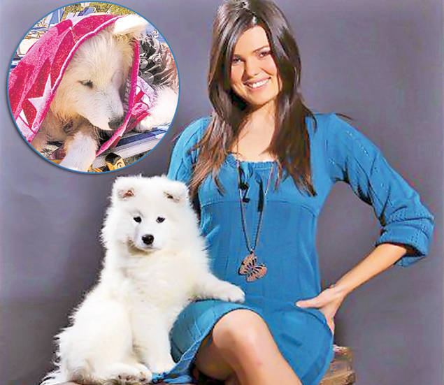 VIAȚĂ DE CÂINE! Uite cum își răsfață vedetele animalele! FOTO