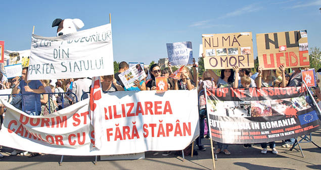 EUTANASIEREA CÂINILOR a rupt ROMÂNIA ÎN DOUĂ! VEDETELE sunt și ele ÎMPĂRȚITE