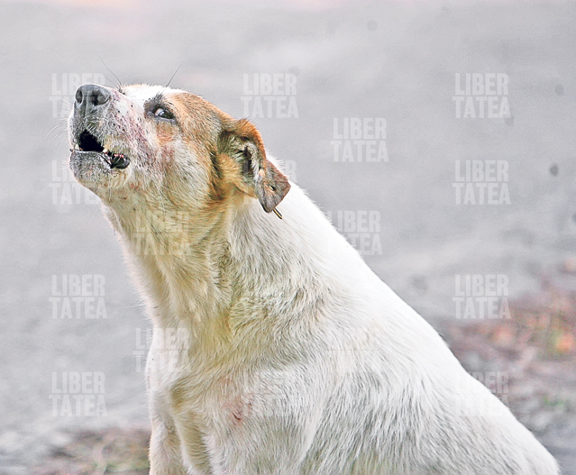 TRAGEDIE ÎN CAPITALĂ! Maidanezii l-au muşcat de cap şi i-au rupt gâtul