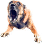 Martorul-cheie în dosarul copilului sfâşiat de maidanezi: «Era şocat! Nu mi-a zis nimic despre Ionuţ!»