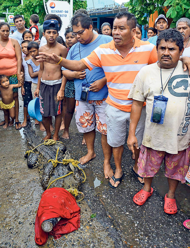 Acapulco, invadat de crocodili din cauza uraganului! FOTO