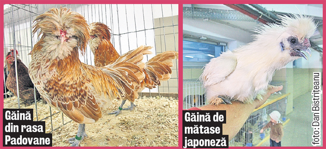 Iulia, ăstea nu-ți plac? Zeci de «moţate» din rase rare au fost scoase la vânzare în București