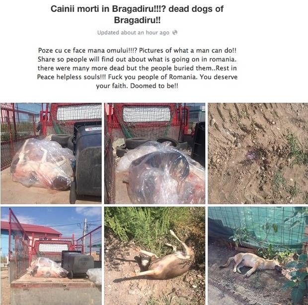 Maidanezii, EXECUTAŢI CU BESTIALITATE lângă Bucureşti? FOTO ŞOCANT