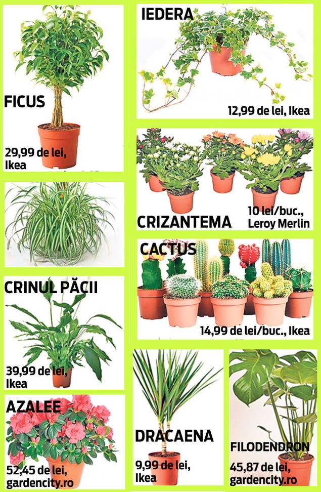 În sezonul rece, deschizi mai rar ferestrele? 10 plante care îţi purifică aerul din locuinţă