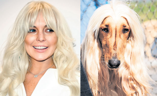 Cine pe cine copiază? Iată ce «dubluri» au starurile în lumea animalelor