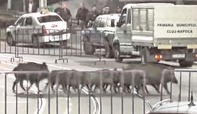 Vrei porc de Crăciun? Rezervă-l mai ieftin acum!