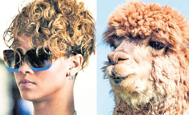 Cine pe cine copiază? Iată ce «dubluri» au starurile în lumea animalelor