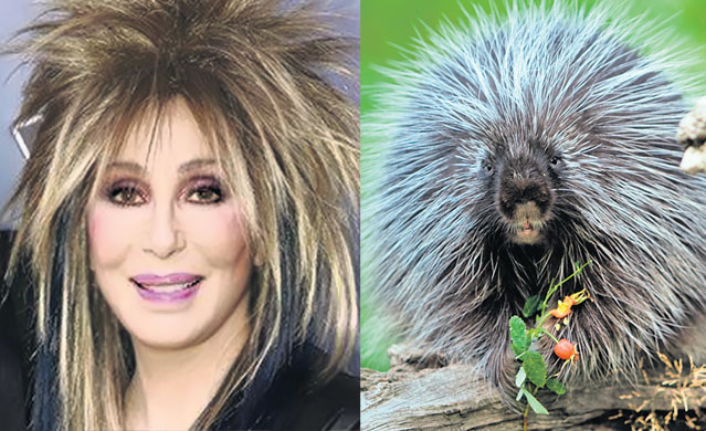 Cine pe cine copiază? Iată ce «dubluri» au starurile în lumea animalelor