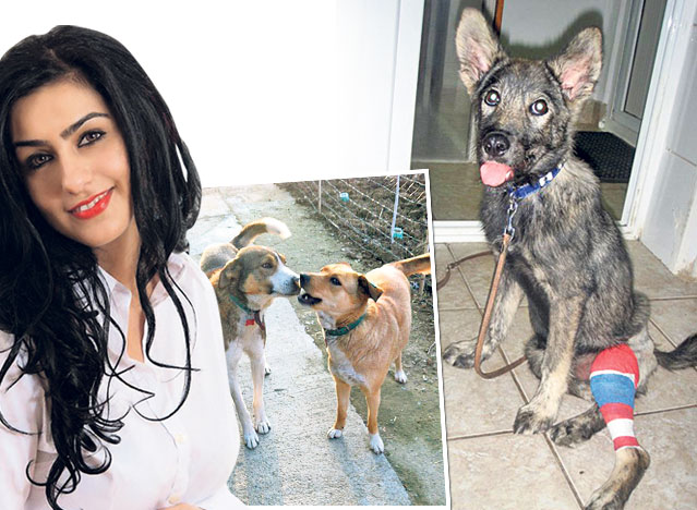 Dacă nu ne adoptați, ăștia ne omoară!