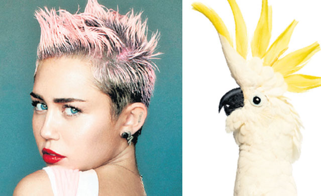 Cine pe cine copiază? Iată ce «dubluri» au starurile în lumea animalelor