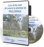 4 motive ca să-ţi faci o plantaţie de Paulownia!