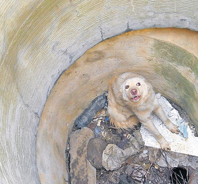 A început eutanasierea maidanezilor!