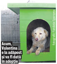 A început eutanasierea maidanezilor!