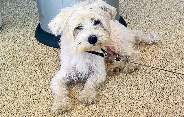 Simona Sensual a alertat Poliţia să-i găsească bichonul!