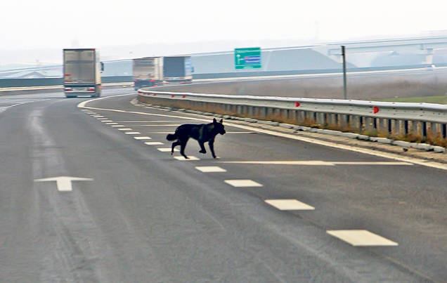 Autostrada Bucureşti-Ploieşti e «aspirator» de bani! 32.000.000 €, un kilometru de drum