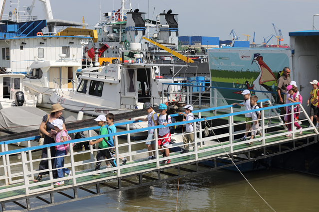Dunărea, repopulată cu o mie de sturioni