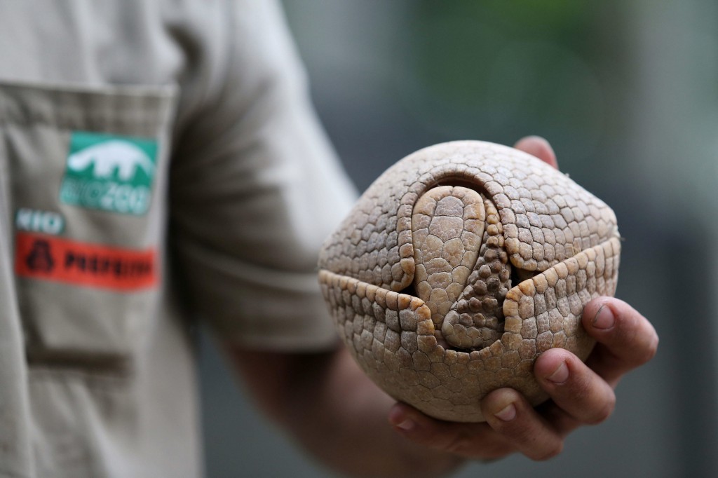 Armadillo