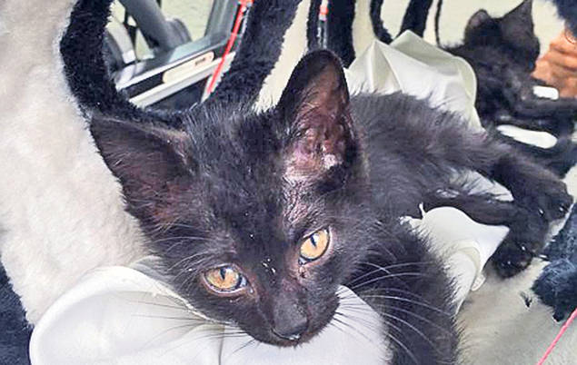 Zăvo ar vomita dacă ar şti ce bagă în gură!