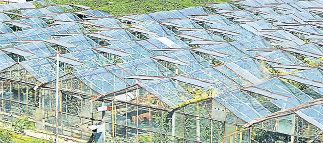 Guşti un coniac fără să te chercheleşti! Cercetătorii din Buzău cultivă un pepene care te ţine departe de pahar