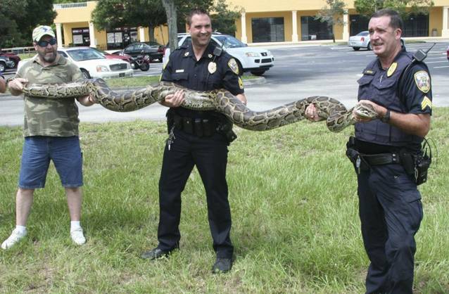 Poliţiştii din Florida au rezolvat "complicatul" caz al pisicilor dispărute! Criminalul, un piton de 3,6 metri |  FOTO 