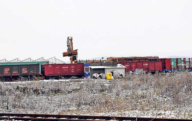 EXCLUSIV LIBERTATEA | «Termita» ce devorează pădurile României