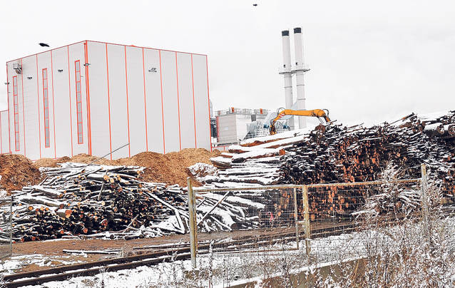 EXCLUSIV LIBERTATEA | «Termita» ce devorează pădurile României