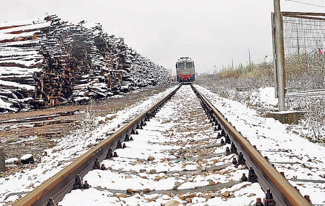 EXCLUSIV LIBERTATEA | «Termita» ce devorează pădurile României