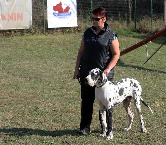 Prietenie de invidiat între o fetiţă de nouă ani şi zece câini Dog German
