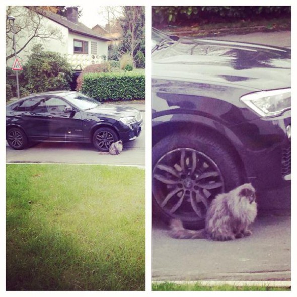 FABULOS! Un fotbalist nu a mai ajuns la antrenament din cauza unei pisici