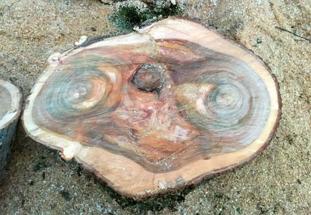 A descoperit chipul lui E.T. într-un... trunchi de copac | FOTO