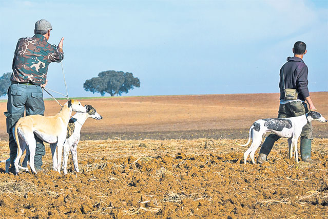Braconierii umblă cu gardul vopsit cu... capcane! EXCLUSIV