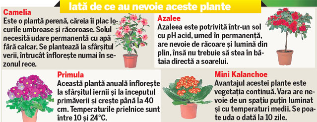 Grădina de acasă | Sfaturi utile pentru îngrijirea plantelor