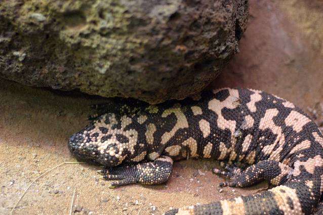 SUNT CELEBRU, SCOATE-MĂ DE AICI! ACESTEA SUNT CELE MAI DUREROASE MUȘCĂTURI DE CARE VEDETELE AR PUTEA SĂ AIBĂ PARTE!