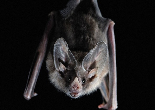 Planurile antrenorului de la Manchester United, încurcate de lilieci