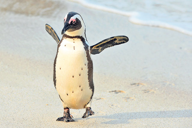 Paranormal... sau ce? Bote a fost în două locuri deodată! EXCLUSIV