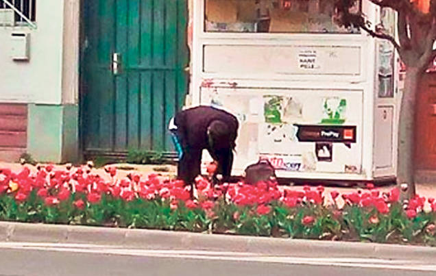 Sfârâie micu’-ntre lalele