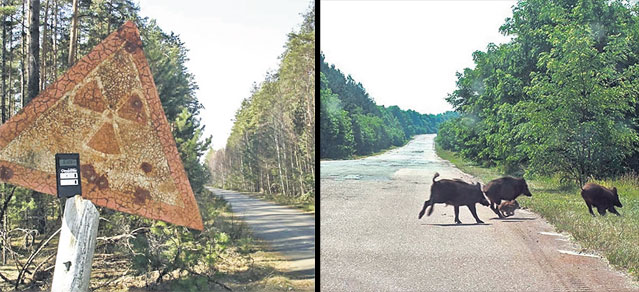 La Cernobîl, e rai, nu iad! Unde sunt radiaţiile?