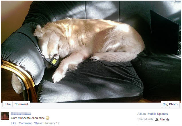 De ce e mai bine să ai un CÂINE decât să fii într-o RELAȚIE