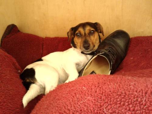 De ce e mai bine să ai un CÂINE decât să fii într-o RELAȚIE