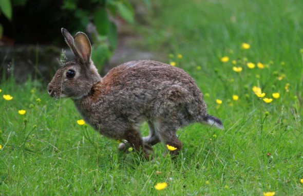 1476149_830884163671282_725511305809124415_n