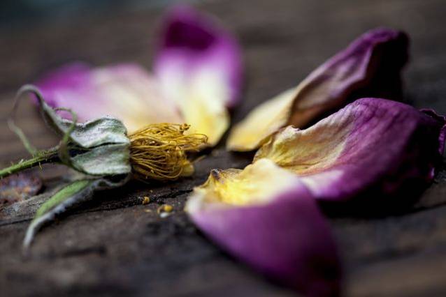 14 lucruri pe care le poți face cu pliculețele de Silica Gel