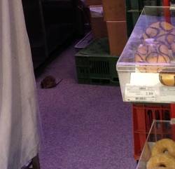 GÂNDACI ŞI ŞOBOLANI într-un supermarket din Capitală. Imagini care-ţi vor întoarce stomacul pe dos VIDEO